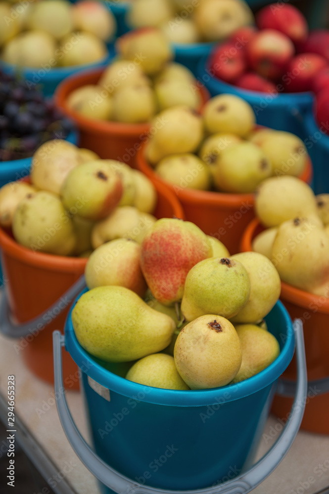A bucket of freshly picked organic pears. Harvest concept A bucket of freshly picked organic pears. Harvest concept