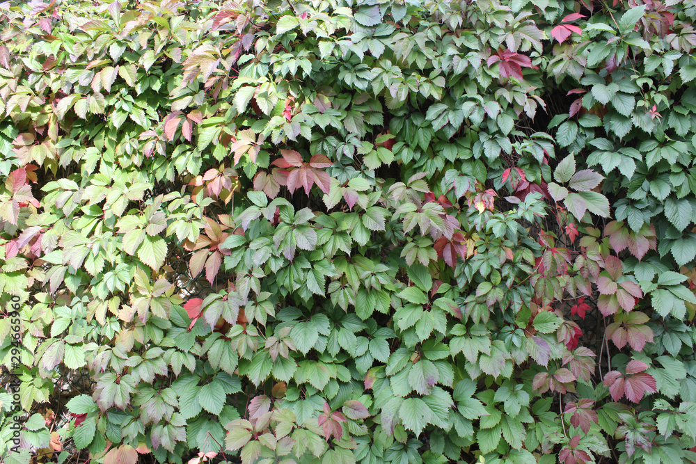 The background of green and red leaves The background of green and red leaves