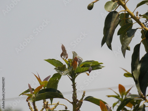 branch of tree with green leaves on background of blue sky