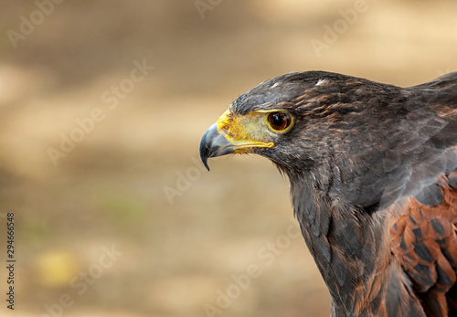 Closeup of the head of a hawk
