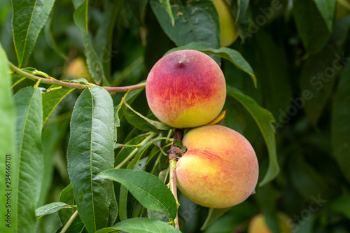 Peaches in nature