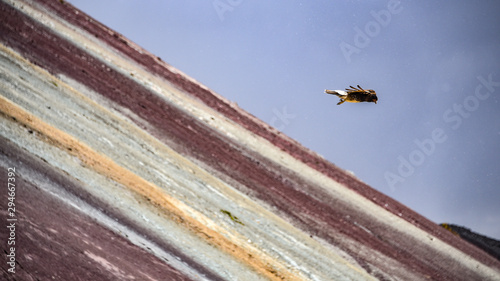 Juvenile Mountain Caracara birds on Vinicunca 'Rainbow Mountain'. Cusco, Peru photo