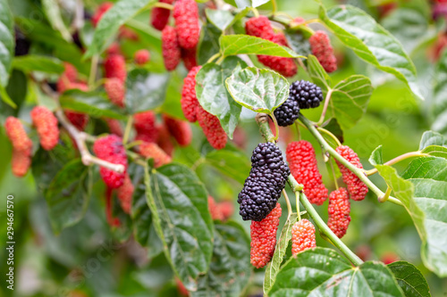 Mulberry fruit tree, Izmir / Turkey