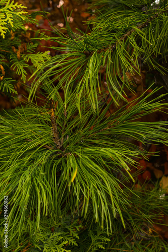 green spruce branch