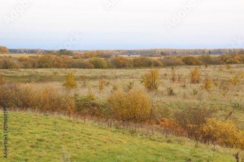 Yellow meadow with trees landscape in autumn bright day