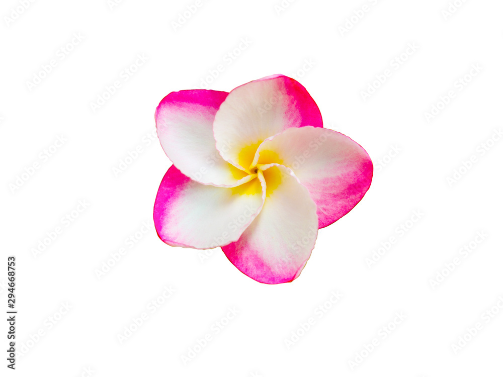Pink plumeria frangipani tropical flowers isolated on the white background with clipping path