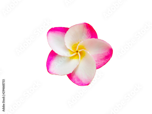 Pink plumeria frangipani tropical flowers isolated on the white background with clipping path