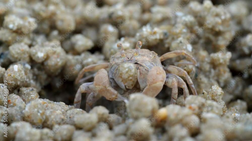 Macro of soldier crab makes balls of sand while eating. Soldier crab or Mictyris is small crabs eat humus and small animals found at the beach as food. Macro of soldier crab makes balls of sand while eating. Soldier crab or Mictyris is small crabs eat humus and small animals found at the beach as food.