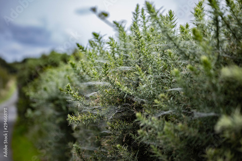 Cobwebs on a Gorse hedgerow in summer