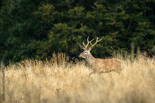Red deer stag (Cervus elaphus) during the rutting season. Carpathians