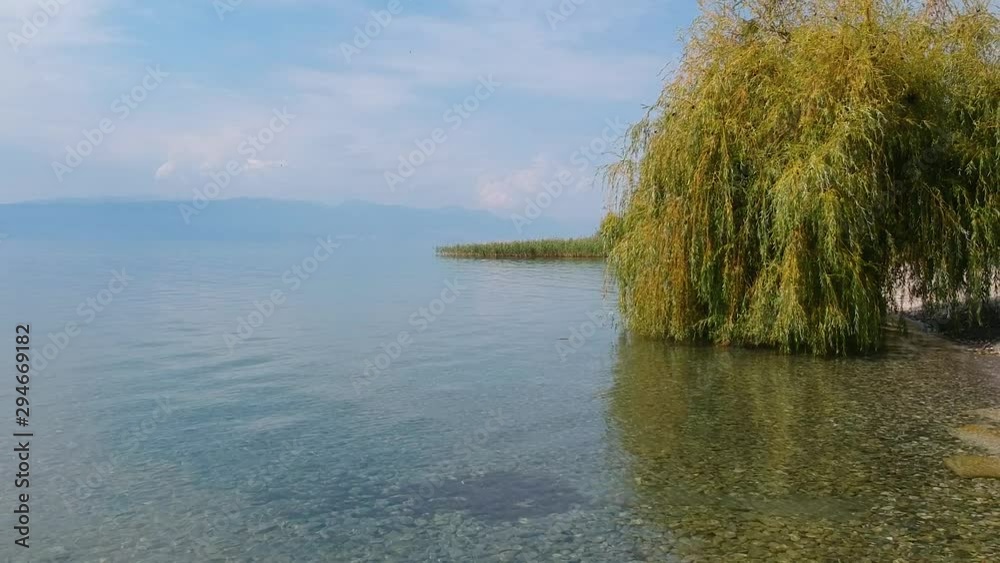 Aerial View of Weeping Willow Trees By The Lake With Clear Calm Water and View on Mountains in Background. Ohrid, North Macedonia Aerial View of Weeping Willow Trees By The Lake With Clear Calm Water and View on Mountains in Background. Ohrid, North Macedonia