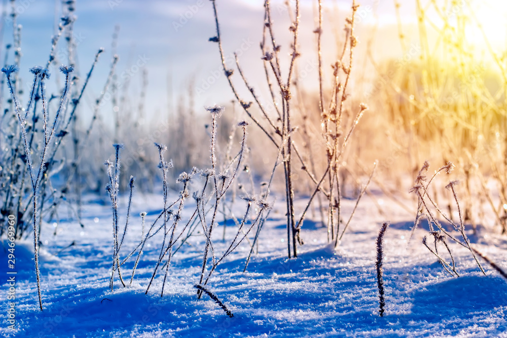 Winter landscape grass in frost on a snowy field at sunrise. Christmas background. Winter landscape grass in frost on a snowy field at sunrise. Christmas background.
