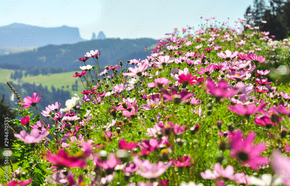 Bergblumen Südtirol Blüten Schlern Wiese Weide Massicio Dello Sciliar Gebirge Dolomiten Alpen Idyll bunt Blüten Italien pink magenta rosa Panorama Kulisse Blumen Bergblumen Südtirol Blüten Schlern Wiese Weide Massicio Dello Sciliar Gebirge Dolomiten Alpen Idyll bunt Blüten Italien pink magenta rosa Panorama Kulisse Blumen