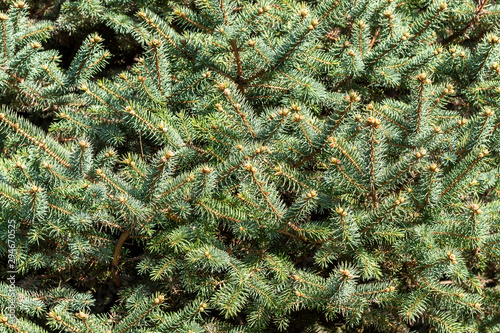 Christmas Fir Tree Branches Background