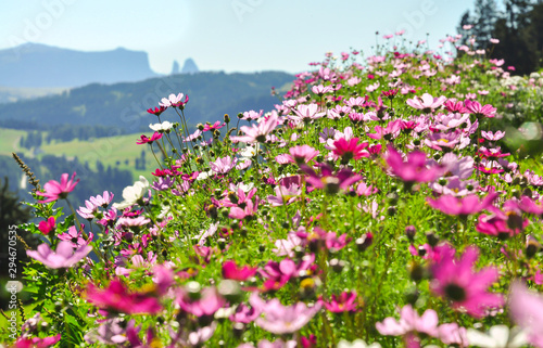 Bergblumen S  dtirol Bl  ten Schlern Wiese Weide Massicio Dello Sciliar Gebirge Dolomiten Alpen Idyll bunt Bl  ten Italien pink magenta rosa Panorama Kulisse Blumen