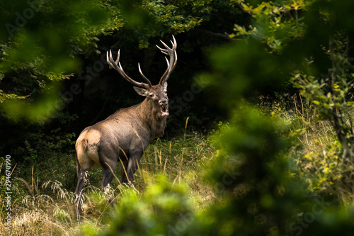 Fototapeta Naklejka Na Ścianę i Meble -  Red deer stag (Cervus elaphus) during the rutting season. Carpathians