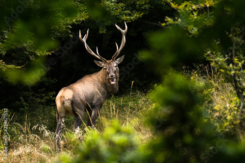 Fototapeta Naklejka Na Ścianę i Meble -  Red deer stag (Cervus elaphus) during the rutting season. Carpathians