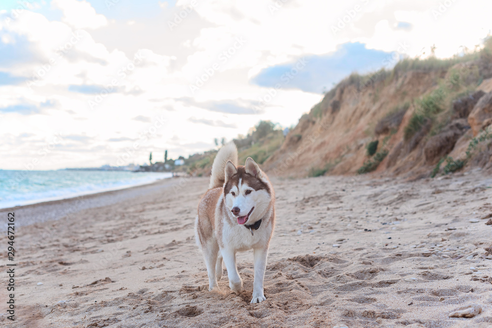 Husky dog in collar walking along sea Husky dog in collar walking along sea