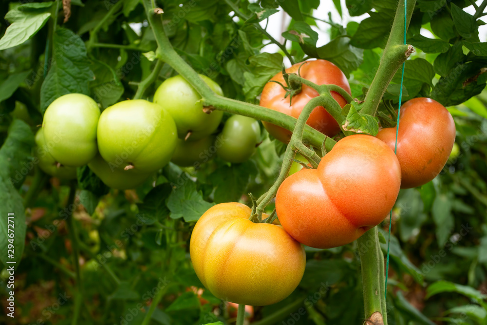 Tomatoes field greenhouse, Antalya / Turkey