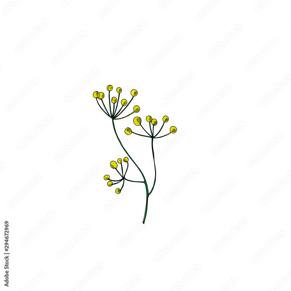 Vector Wildflowers floral botanical flowers. Black and white engraved ink art. Isolated flower illustration element.