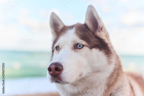 Fototapeta Naklejka Na Ścianę i Meble -  Portrait of redhead husky dog with blue eyes on the background of the of a sandy slope