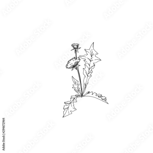 Vector Wildflowers floral botanical flowers. Black and white engraved ink art. Isolated flower illustration element.
