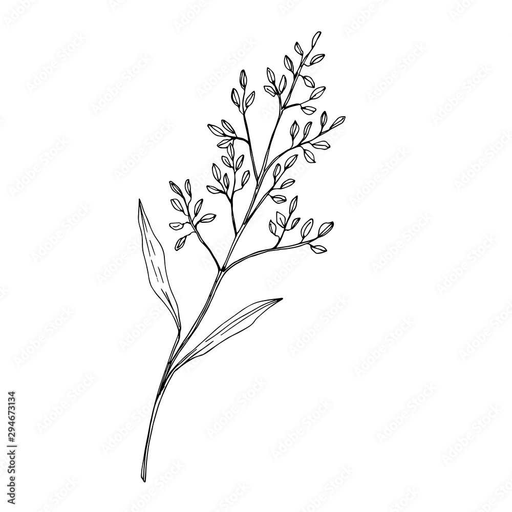 Vector Wildflower floral botanical flowers. Black and white engraved ink art. Isolated flower illustration element.