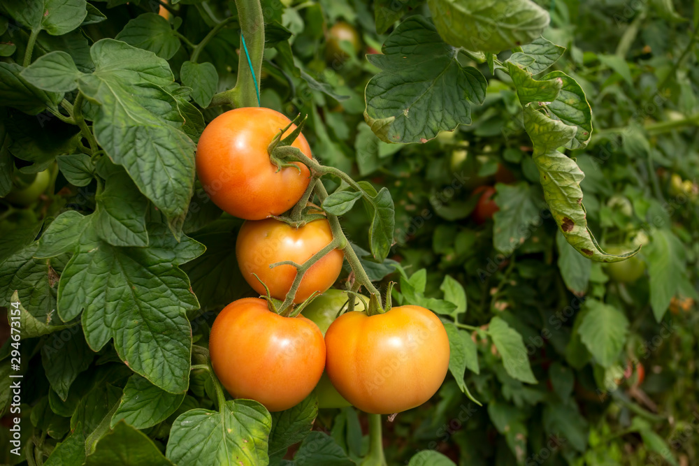 Tomatoes field greenhouse, Antalya / Turkey