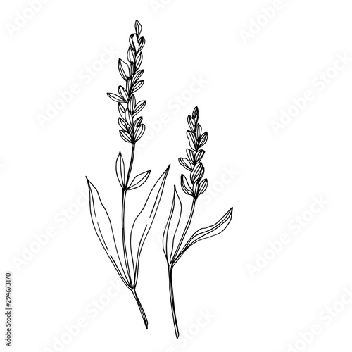Photo Vector wildflower floral botanical flowers