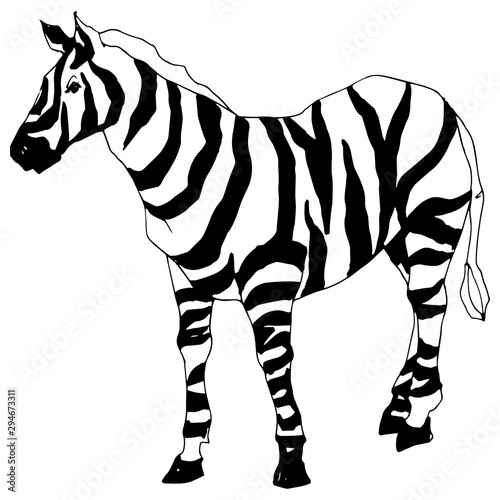 Fototapeta Naklejka Na Ścianę i Meble -  Vector Exotic zebra wild animal isolated. Black and white engraved ink art. Isolated animal illustration element.