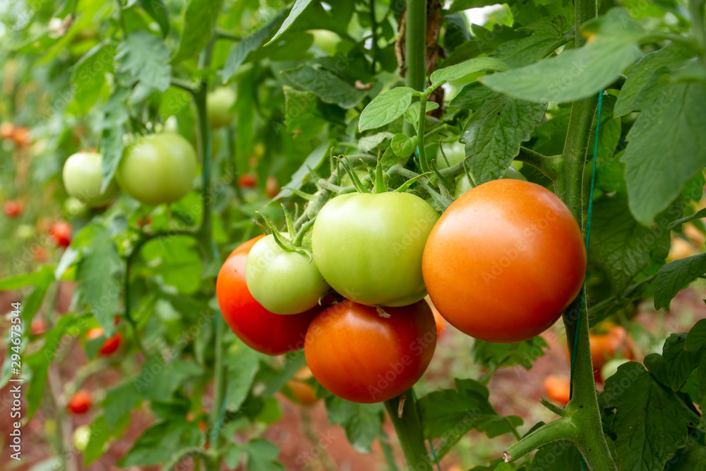 Tomatoes field greenhouse, Antalya / Turkey