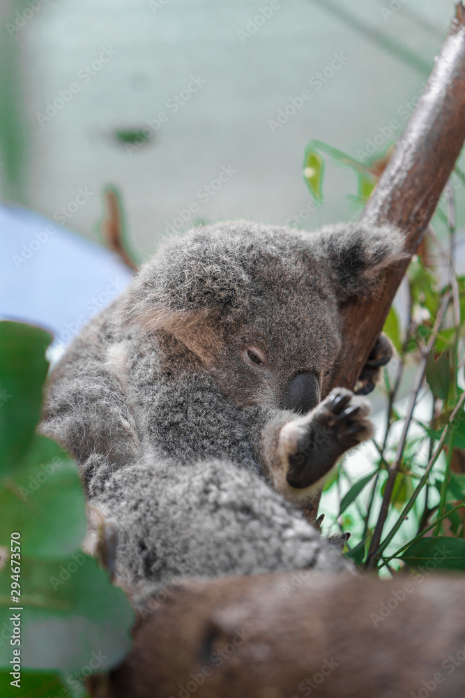 Obraz premium Beautiful close-up of a cute koala bear sitting on an eucalyptus tree. Wild life animal in nature. Queensland, Australia.