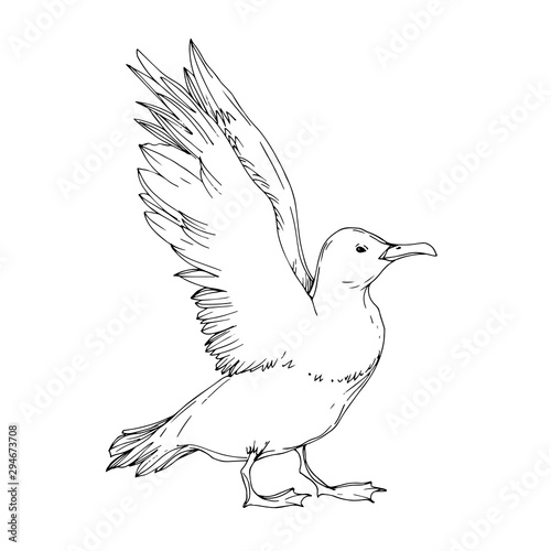 Fototapeta Naklejka Na Ścianę i Meble -  Vector Sky bird seagull isolated. Black and white engraved ink art. Isolated seagull illustration element.