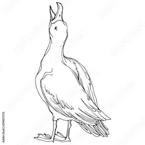 Vector Sky bird seagull in a wildlife. Black and white engraved ink art. Isolated seagull illustration element.