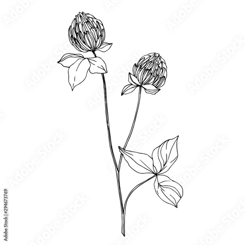 Vector wildflower floral botanical flowers. Black and white engraved ink art. Isolated wildflowers illustration element.