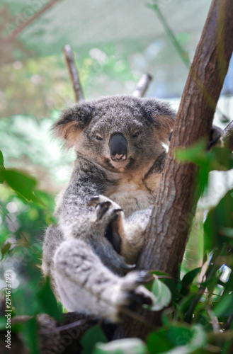 Fototapeta Naklejka Na Ścianę i Meble -  Beautiful close-up of a cute koala bear sitting on an eucalyptus tree. Wild life animal in nature. Queensland, Australia.