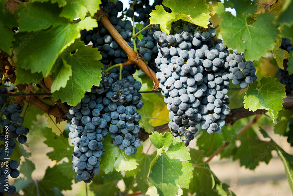 Bunches of grapes on the grape vine