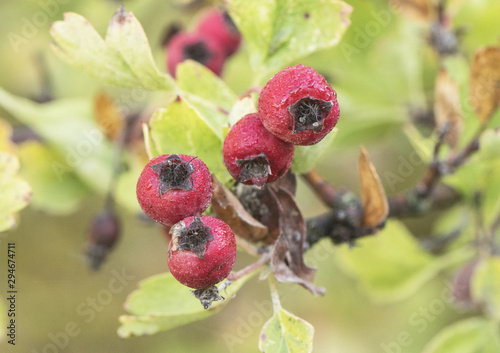 Crataegus monogyna oneseed hawthorn fruits or autumn berries of this tree also called white hawthorn or hawthorn photo