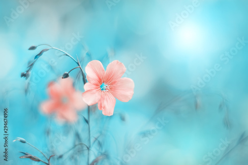 Fototapeta Naklejka Na Ścianę i Meble -  Beautiful pink flax flower on a turquoise blue background, toned image. Natural spring art background. Selective soft focus.