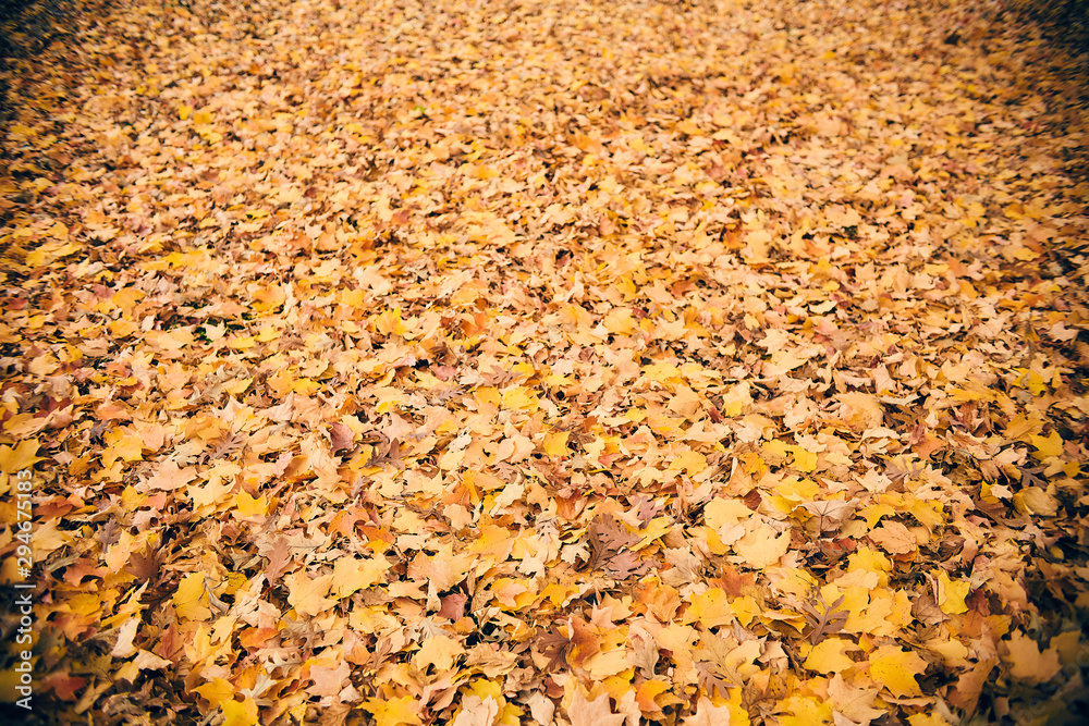 Bright background with autumn maple foliage. Yellow leaves in fall park. Season, autumn forest, nature Bright background with autumn maple foliage. Yellow leaves in fall park. Season, autumn forest, nature