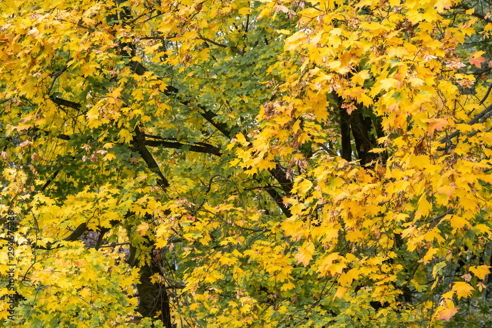Yellow maple leaves as an autumn background Yellow maple leaves as an autumn background