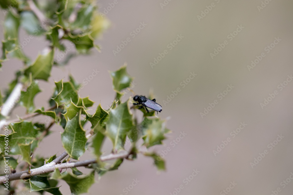 insect in its habitat made with macro insect in its habitat made with macro