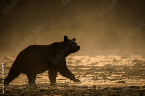 Fototapeta Naklejka Na Ścianę i Meble -  Silhouette of a brown bear (Ursus arctos) in the water at sunrise. Bieszczady Mountains. Poland