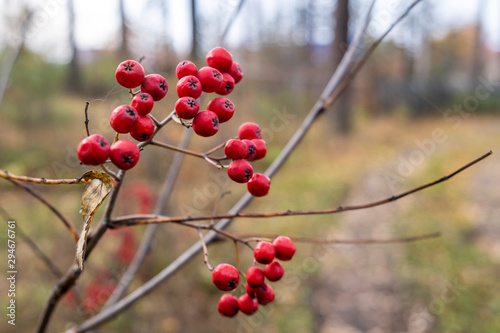 red berries on a branch on blurred background