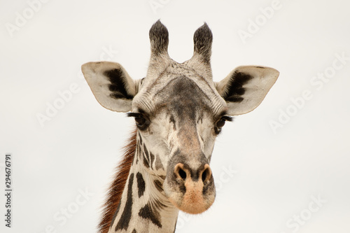 Face of a giraffe