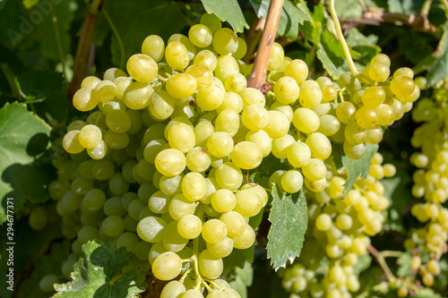 Grapes in the grape vineyard