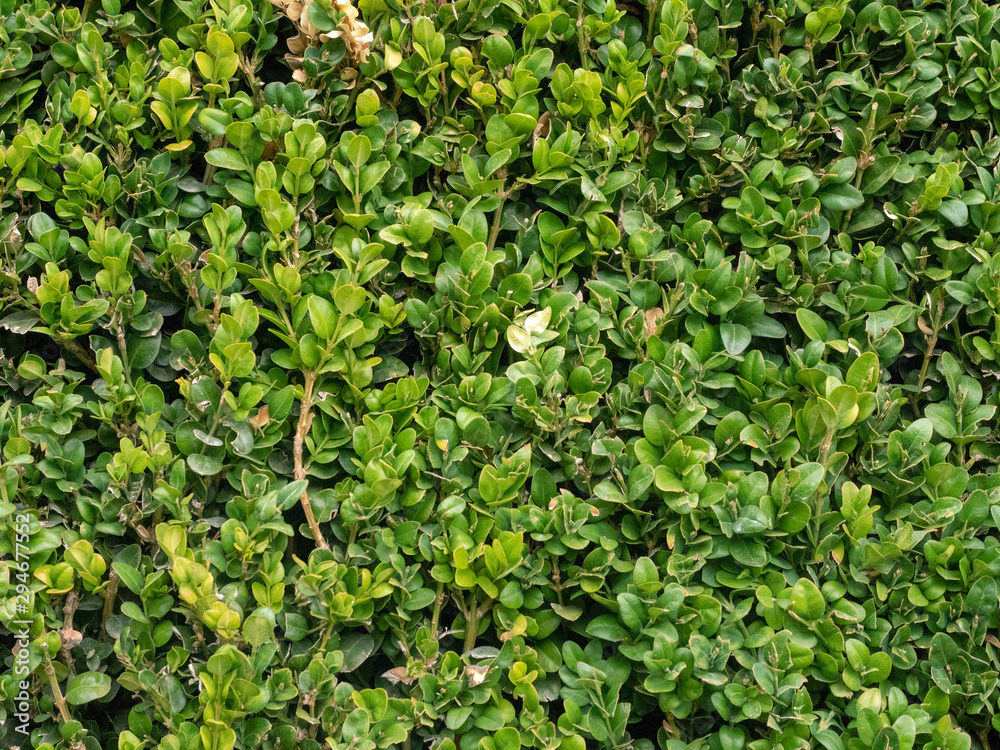 Green floral background, sheared boxwood. Green floral background, sheared boxwood.