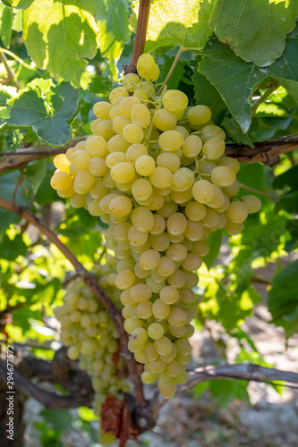 Wallpaper Mural Grapes, vineyard, Izmir / Turkey Torontodigital.ca