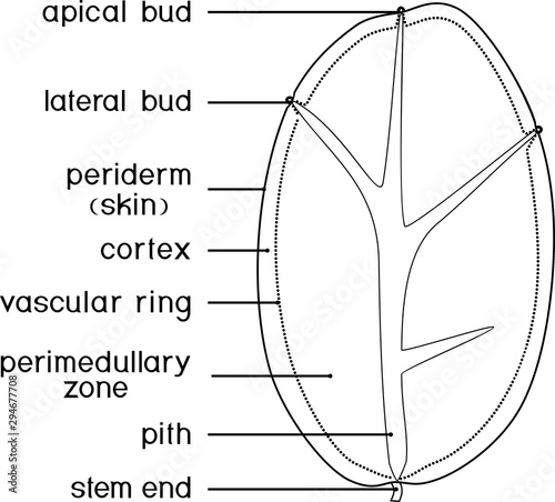 Coloring page. Parts of plant. Internal structure of potato tuber. Structure in section isolated on white background