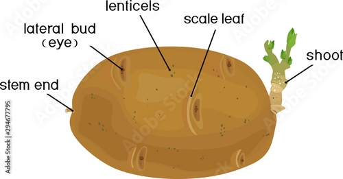 Parts of plant. Morphology and anatomy of sprouted potato tuber